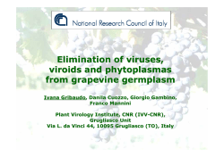 Elimination of viruses, viroids and phytoplasmas from grapevine