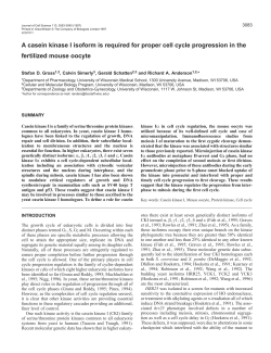 A casein kinase I isoform is required for proper cell cycle