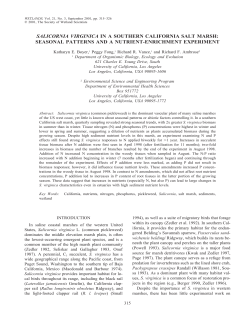 salicornia virginica in a southern california salt marsh