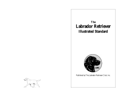 Illustrated Standard - Labrador Retriever Club, Inc.