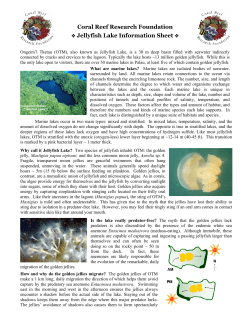 Jellyfish Lake Information - Coral Reef Research Foundation