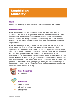 Amphibian Anatomy
