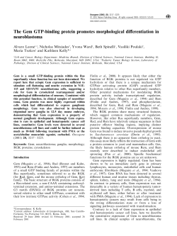 The Gem GTP-binding protein promotes morphological di