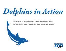 Dolphins in Action