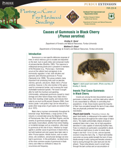 Causes of Gummosis in Black Cherry