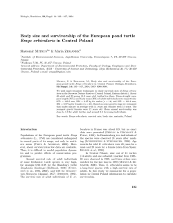 Body size and survivorship of the European pond turtle Emys