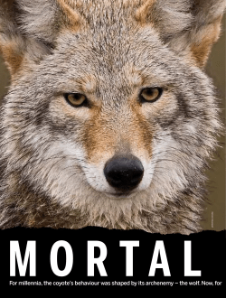 For millennia, the coyote`s behaviour was shaped by its archenemy