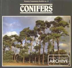 Forestry Commission Booklet: Conifers