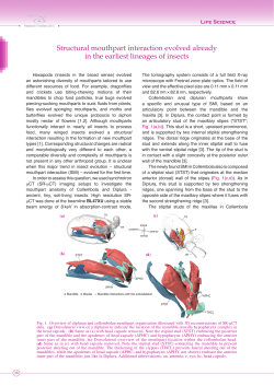 Structural mouthpart interaction evolved already in the - SPring-8
