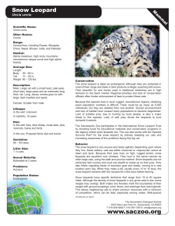 Snow Leopard - Sacramento Zoo