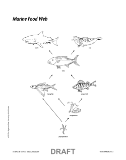 Marine Food Web