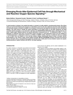 Emerging Roots Alter Epidermal Cell Fate through