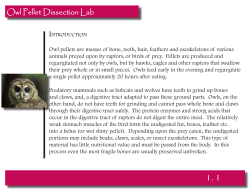 Owl Pellet Dissection Lab