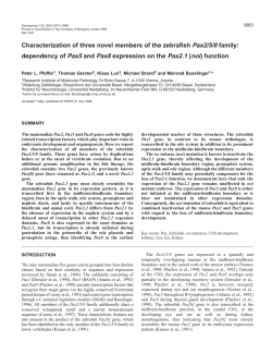 Characterization of three novel members of the zebrafish Pax2/5/8
