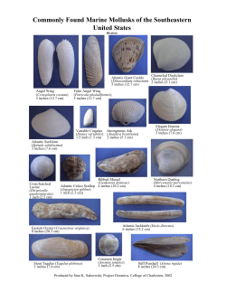 Commonly Found Marine Mollusks of the