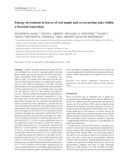 Energy investment in leaves of red maple and co