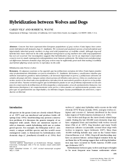 Hybridization between Wolves and Dogs