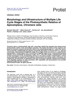 Morphology and Ultrastructure of Multiple Life Cycle Stages of the