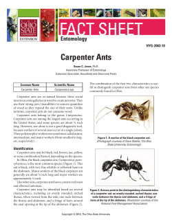 Carpenter Ants - OhioWood - ohiowood.osu.edu