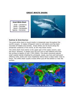 great white shark - Friends of the Elephant Seal
