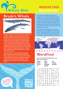 Newsletter Whale Kids Bryde`s Whale