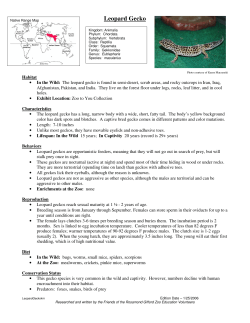 Leopard Gecko - Rosamond Gifford Zoo