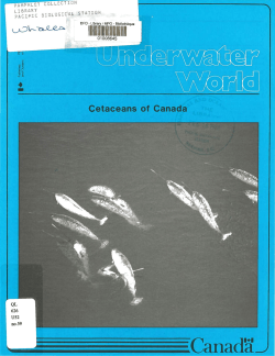 Cetaceans of Canada