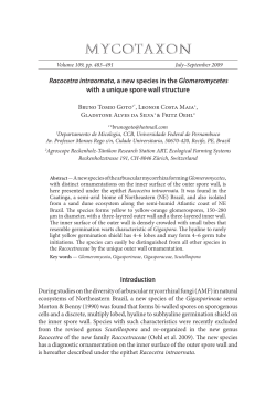 Racocetra intraornata - Glomeromycota phylogeny