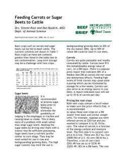 Feeding Carrots or Sugar Beets to Cattle