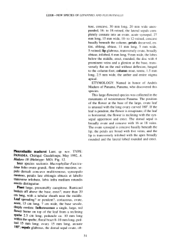 Lindleyana 12(1): 51, f. 12. 1997