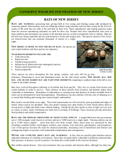 Bat Fact Sheet - State of New Jersey
