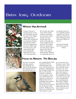 Focus on Nature: The Blue Jay Winter Has Arrived!