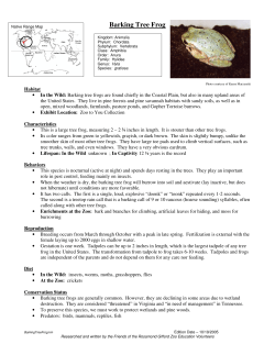 Barking Tree Frog - Rosamond Gifford Zoo