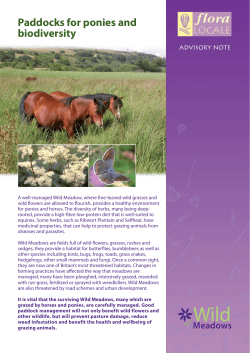 Paddocks for ponies and biodiversity