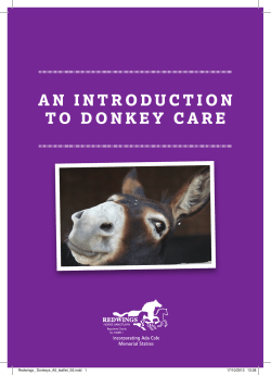 an introduction to donkey care