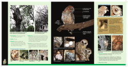 Fact File-2 Mottled Wood Owl