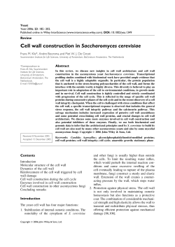 Cell wall construction in Saccharomyces cerevisiae