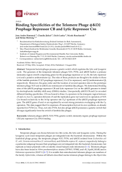 Binding Specificities of the Telomere Phage KO2 Prophage
