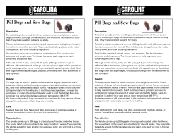 Pillbugs and Sowbugs care