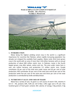 CULTIVATION IN PAKISTAN MAIZE