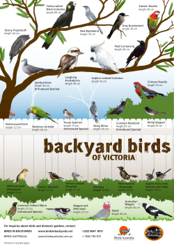 of victoria - Birds in Backyards