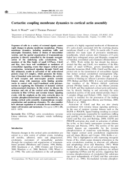 Cortactin: coupling membrane dynamics to cortical actin