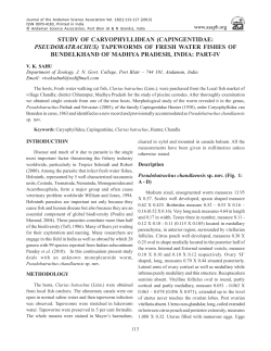Study of caryophyllidean (capingentidae