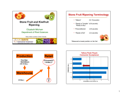 9 - Mitcham Stone Fruit and Kiwifruit 2017