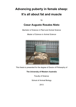 Advancing puberty in female sheep: It`s all about fat and muscle