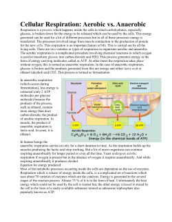Cellular Respiration: Aerobic vs. Anaerobic