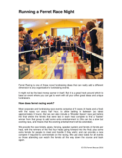 Running a Ferret Race Night