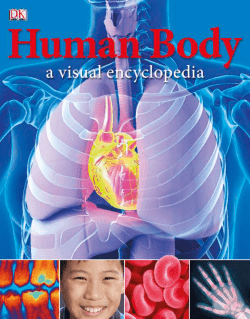 Human Body - Casa Fluminense