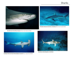 Sharks - Gulf Shores