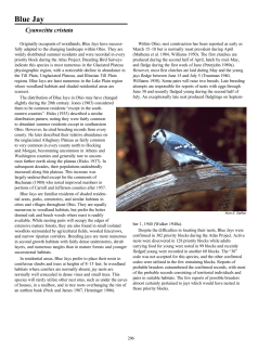 Blue Jay
